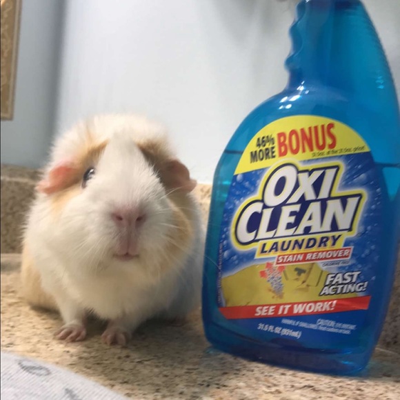 Meet your Posher, Sadie - Picture 4 of 4